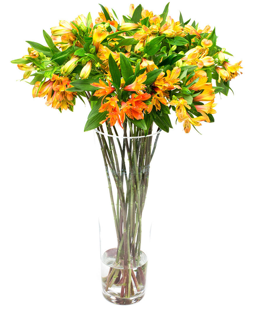Alstroemeria Orange Flowers by Flourish