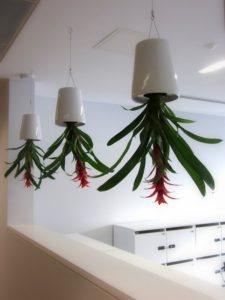 Hanging Office Plants and Flowers Delivered and Maintained