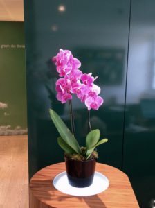 office Flowers-Monthly Orchid - Doubled Stemmed Pink Phalaenopsis orchid