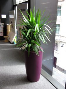 Office Interior Plants Delivered - Flowers By Flourish - London Florist