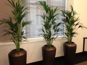 Office Plants and Flowers Delivered