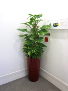 Office Plants - Epipremnum