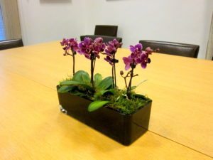 Office plants- Plants - Mini Orchid trough