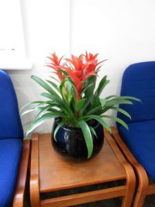 Weekly and Monthly Delivered Plants and Flowers