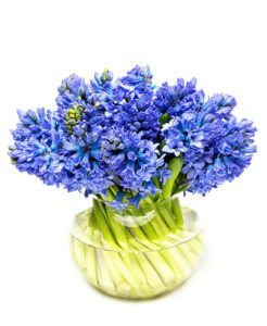 Blue Hyacinths Flowers for Delivery to your home or office