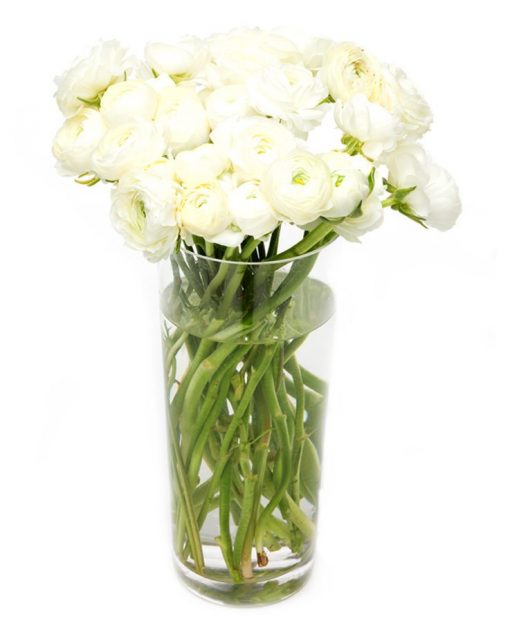 Weekly Flower Delivery - Ranunculus - Cream Ranunculus Flowers Delivered