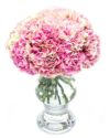 Mottled Pink Carnations Flowers Delivered Fortnightly Flower Delivery - Pink Mottled Carnations