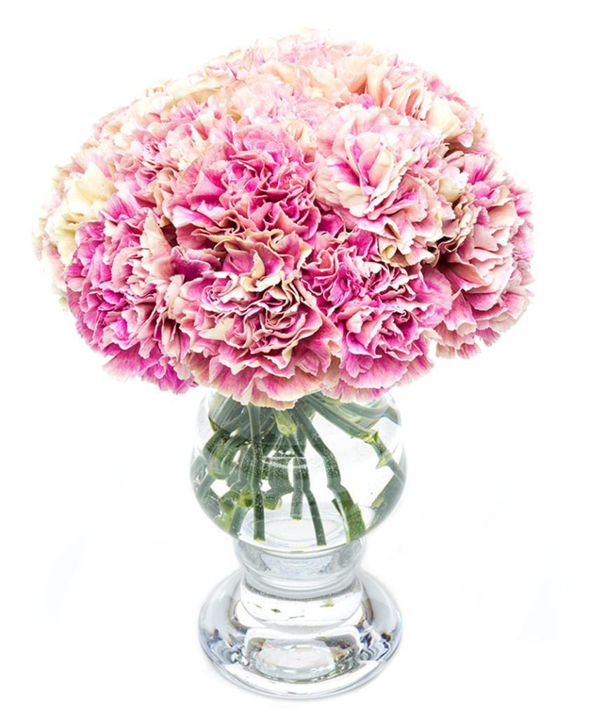 Fortnightly Flower Delivery - Carnations - Pink Mottled