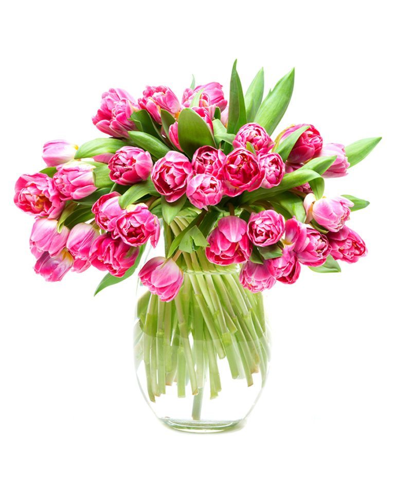 Tulips Delivery UK Send Tulip Bouquets to Friends, Family & Loved Ones