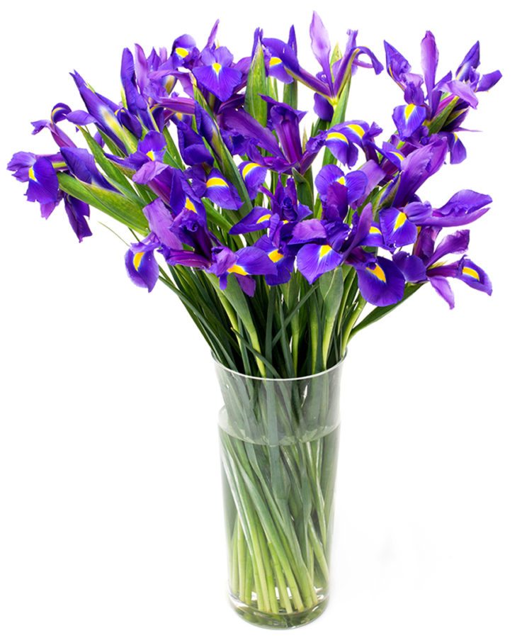 Letterbox Subscription Flowers - Purple or Blue Iris Flowers Delivered Weekly
