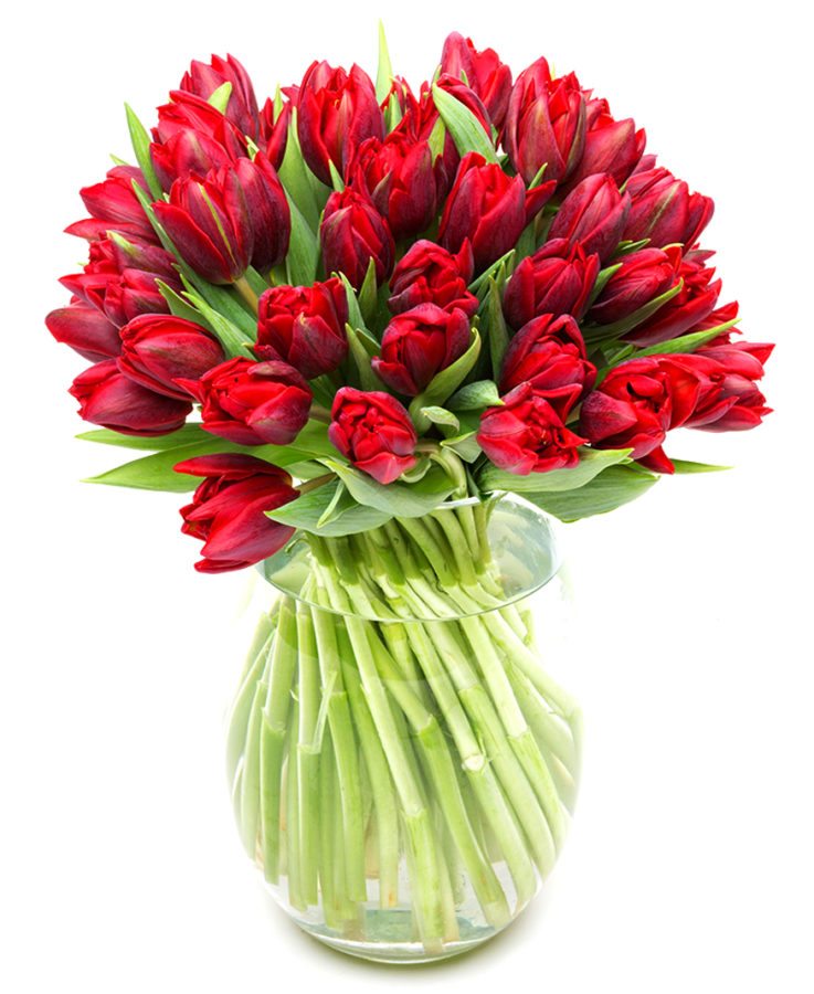 Letterbox Flower Service - Red Tulips Flowers Delivered Weekly
