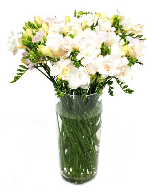 Letterbox Flowers - Cream Freesias Flowers Delivered Weekly