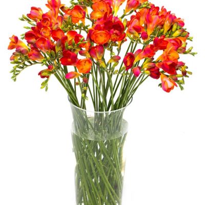 Letterbox Flower Delivery – Orange Freesias Flower Delivery