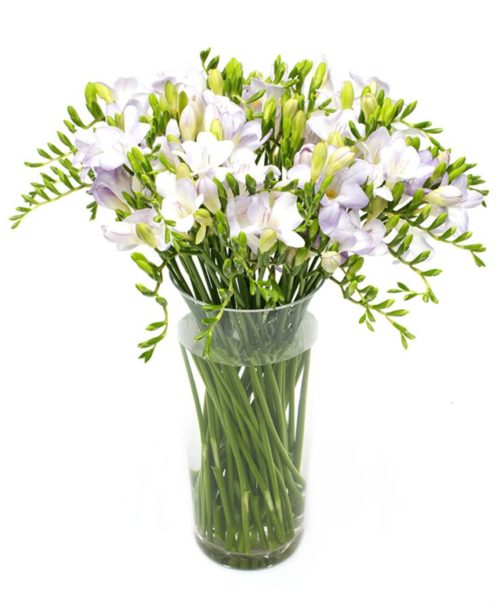 Letterbox Flowers - Purple Freesias Flowers Delivered Weekly