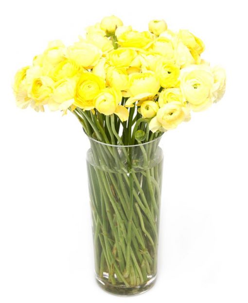 Ranunculus - Yellow