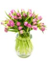 Tulips - Double - Lilac Tulips - Double - Lilac