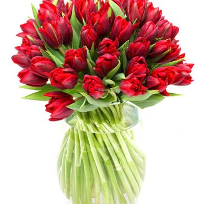 Tulips - Double - Red