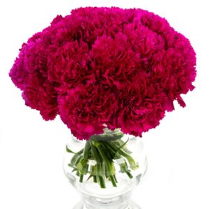 Magenta Carnations