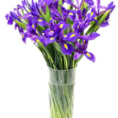 Fortnightly Flower Delivery – iris blue