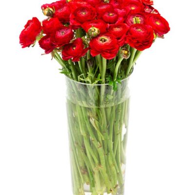 Weekly Flower Delivery – Bunch of Red Ranunculus Flowers