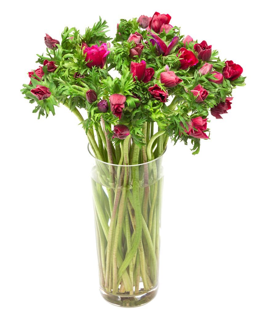 Weekly Flower Delivery - Anemones - Burgundy