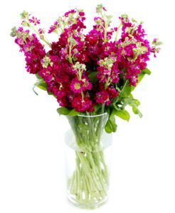 Weekly Flower Delivery - Stocks - Burgundy