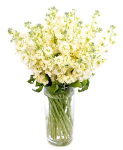 Subscription Flowers - Stocks