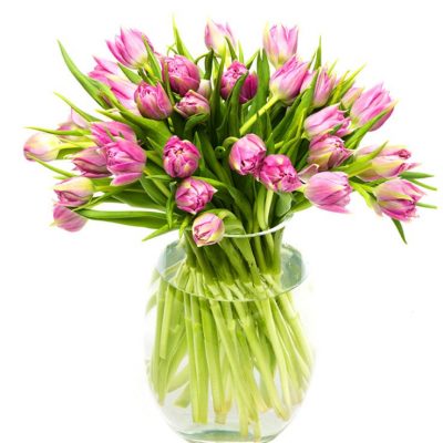 Double Lilac Tulips for the Home or Office