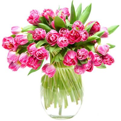 Double Pink & Cream Tulips for the Home or Office