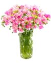 Pink Freesias Flowers Delivered Nationwide Pink Freesias Flowers Delivered Nationwide - Prompt Delivery