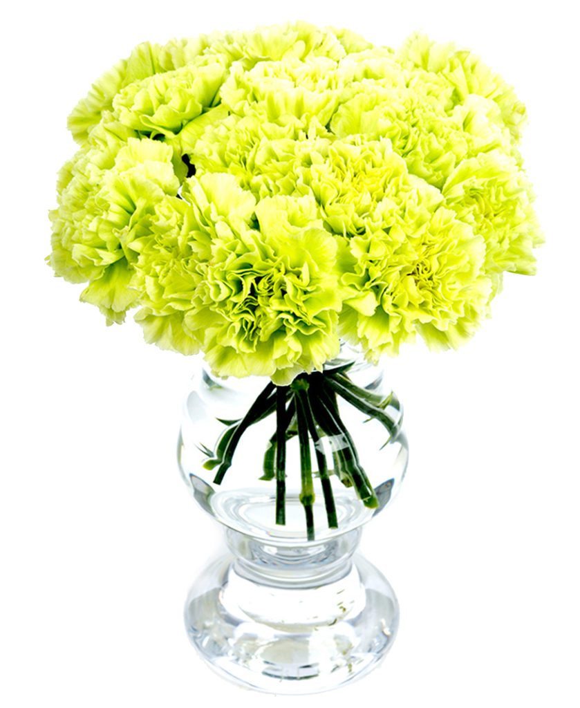 Weekly Flower Delivery - Carnations - Green