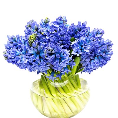 Hyacinths Blue
