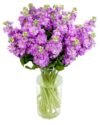 Lilac Stocks for the Home or Office Weekly Flower Delivery –Lilac Stocks for the Home or Office