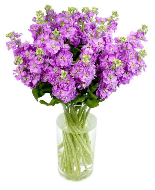 Weekly Flower Delivery –Lilac Stocks for the Home or Office
