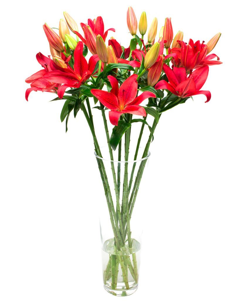 Red Asiatic Lilies