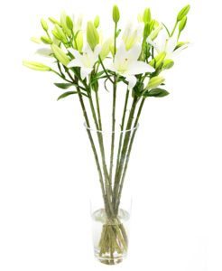 Fortnightly Flower Delivery – white lilies