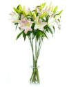 Lilies - Oriental - Pink Pink Oriental Lilies