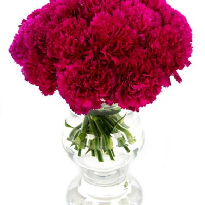 Magenta Carnations Flowers Delivered - Delivery nationwide