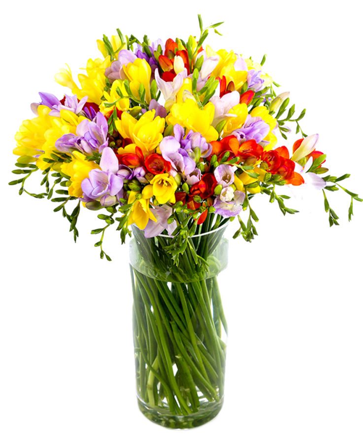 Frequent Flowers - Freesias