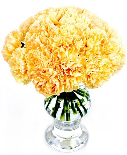 Fortnightly Flower Delivery - Peach Carnations