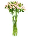 Pink Alstroemeria Flowers Delivered Weekly Flower Delivery - Pink Alstroemeria Flowers Delivered