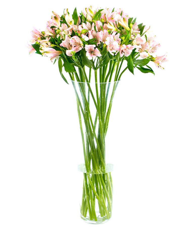 Weekly Flower Delivery - Pink Alstroemeria Flowers Delivered