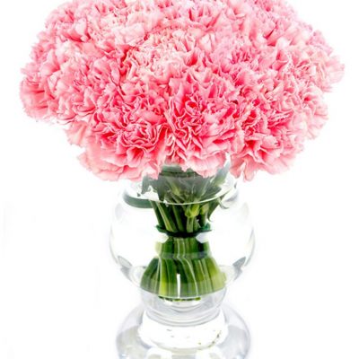 Pink Carnations Flowers Delivered - Weekly Flower Delivery
