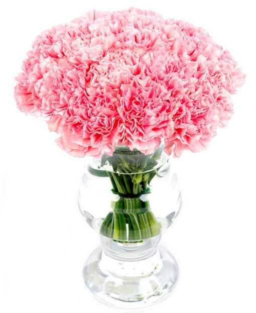Pink Carnations Flowers Delivered - Weekly Flower Delivery