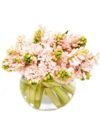 Pink Hyacinths Flowers Delivered Pink Hyacinths Flowers Delivered, Delivery Nationwide