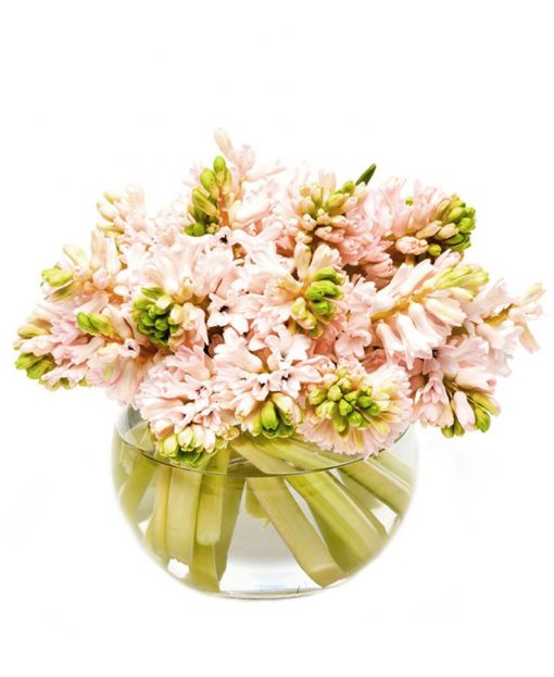 Pink Hyacinths Flowers Delivered, Delivery Nationwide