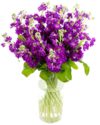 Purple Stocks for the Home or Office Weekly Flower Delivery – Purple Stocks for the Home or Office
