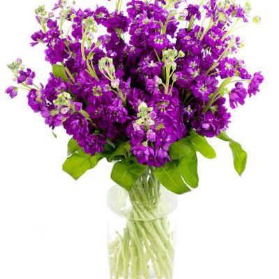 Weekly Flower Delivery – Purple Stocks for the Home or Office