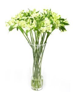 Subscription Flowers - Alstroemeria