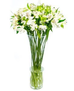 Fortnightly Flower Delivery - Alstroemeria - White